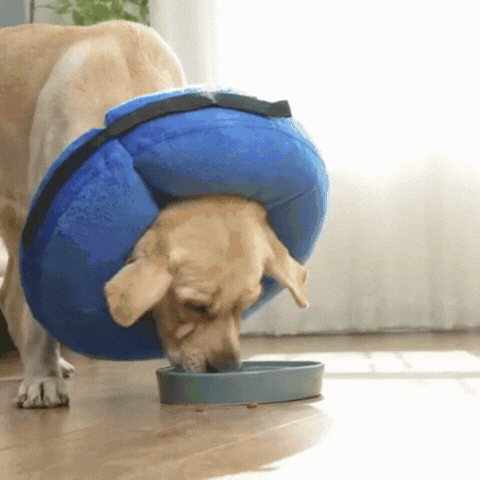 Royallure Inflatable Dog Recovery Collar – Soft Donut Design, Comfortable & Flexible