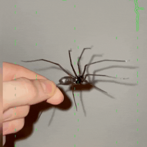 LuxRoyale Creative Spider Fridge Magnets Novelty Refrigerator Home Decor