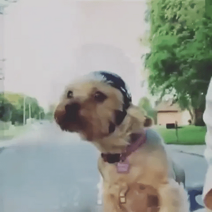 RoyaleGlow Dog Motorcycle Helmet And Goggles For Pets