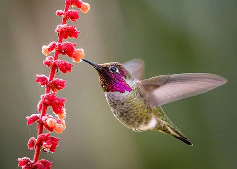 Luxora Wooden Hummingbird House - Gift for Natural Lovers