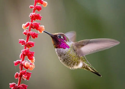Luxora Wooden Hummingbird House - Gift for Natural Lovers