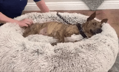 Luxora Calming Dog Bed for Stress Relief and Comfort