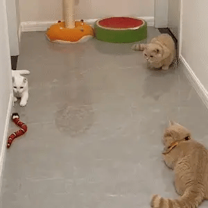 LuxRoyale Smart Sensor Interactive Snake Toy For Cats