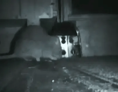 Luxora The Best Electric Mouse Trap for Safe Rodent Control