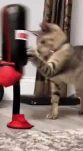 Royaleva Interactive Cat Toys with Spring-Loaded Action