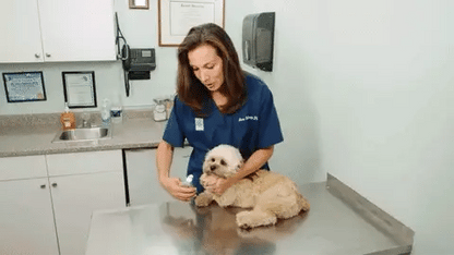 Royaleva Best Dog Nail Clipper With Quick Sensors Safe Trim