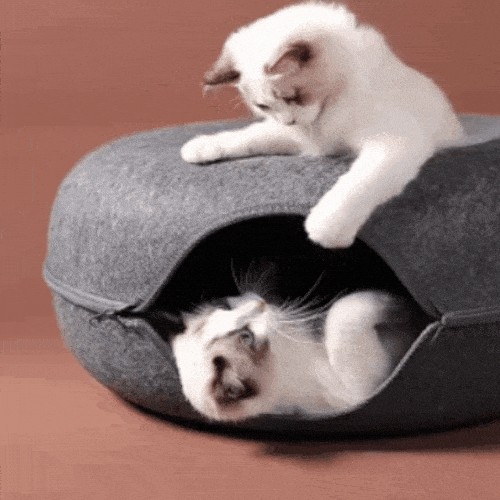 Royallure Interactive Donut Cat Cave & Tunnel Bed for Play & Cozy Rest