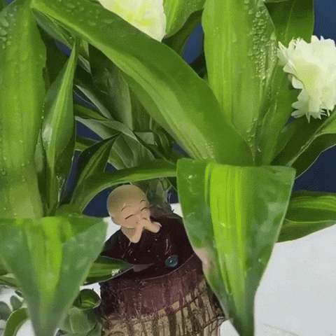Royallure Lucky Brazilian Wood Plant – Low-Maintenance Air Purifying Indoor House Plant