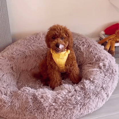 Royaleva Pet Car Seat for Small Dog and Cat Safe Ride