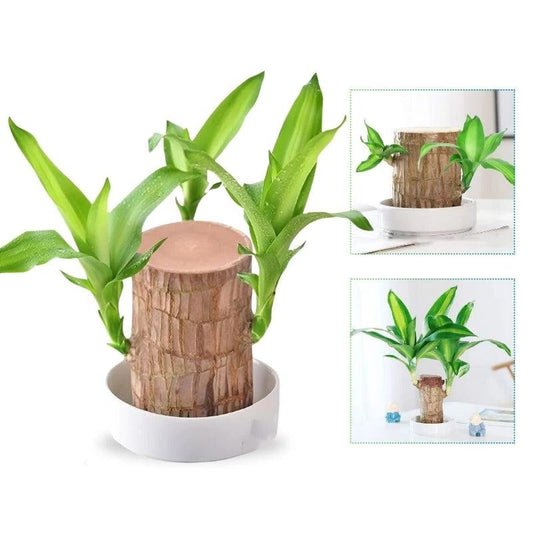 Royaleva Lucky Brazilian Wood Plant for Home and Office
