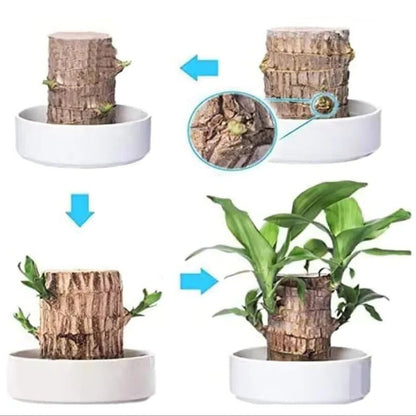 Royaleva Lucky Brazilian Wood Plant for Home and Office