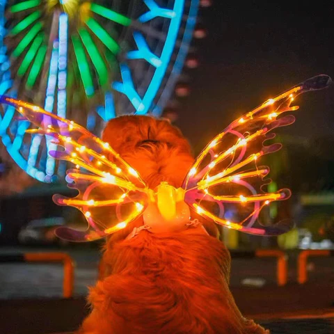 RoyaleGlow Electric Colorful Kids Adults LED Fairy Wings Costume