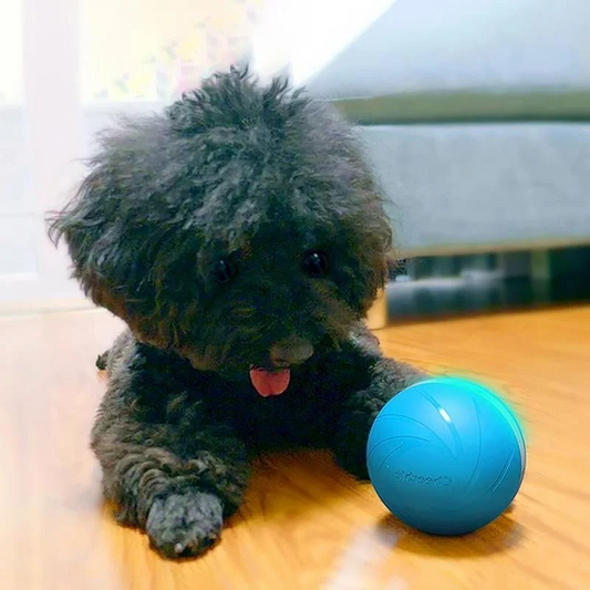 Royaleva Magic Ball Pet Motion Toy for Dogs and Cats