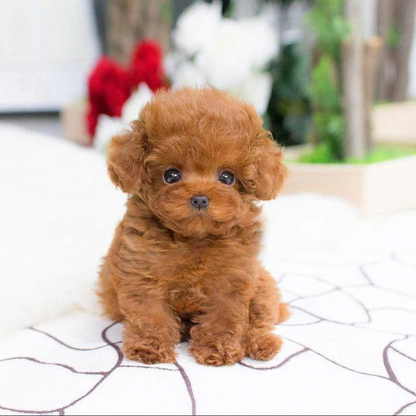 Royaleva Realistic Teddy Dog Lucky Plush Puppy Cuddle Companion